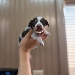 Pokey - Piebald male Dachshund puppy in Nashville, Arkansas from Cuddles n Curls
