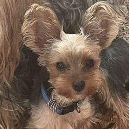 Charlie - Yorkshire Terrier