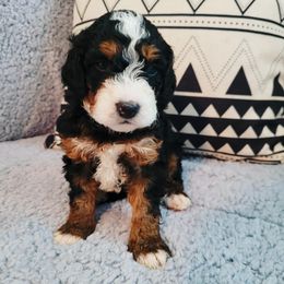 Bernedoodle Puppies from Star of the Sea Doodles