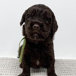 Atlas - Chocolate male Australian Labradoodle puppy in Sacramento, California from Little Farmstead Labradoodles