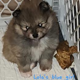 Girl 1 - Blue and tan female Pomeranian puppy in Turnersville, New Jersey from MK Exquisite Poms