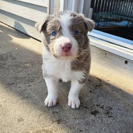 Violet - Lilac female Border Collie puppy in Cedar Springs, Michigan from Lyncroft Border Collies