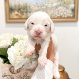 Donald - Chalk male Australian Labradoodle puppy in Palmdale, California from Pixie Doodle Paws