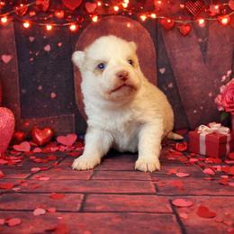 Asher - Wolf sable male Pomsky puppy in Amarillo, Texas from Pom Pom Pomskies
