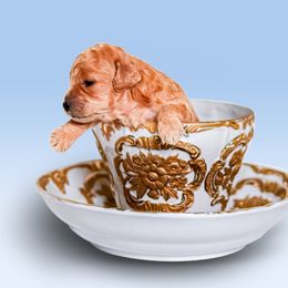 Poodle Puppies from Teacup & Toy Poodles