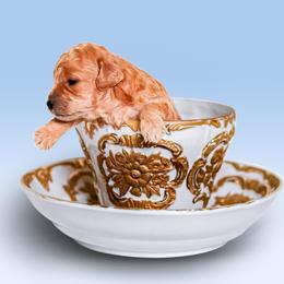 Poodle Puppies from Teacup & Toy Poodles