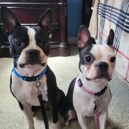 Boston Terriers from CARDINAL BLEU