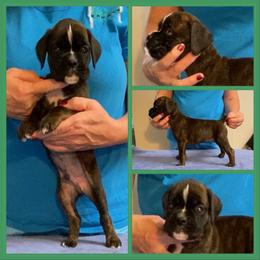 Green - Brindle male Boxer puppy in Butler, Pennsylvania from Schaible's Boxer Huddle