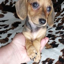 RUPERT - Red male Dachshund puppy in Swink, Oklahoma from Palali Farm