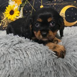 Deverra - Black and tan female Cavalier King Charles Spaniel puppy in Neosho, Missouri from Pups on the Ridge
