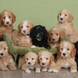 Bernedoodles and Goldendoodles from Edmond Doodles, LLC