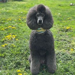 Snoqualmie - Poodle