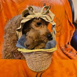 Ginger - Apricot female Poodle puppy in Cedar Grove, North Carolina from Toy Poodles of NC