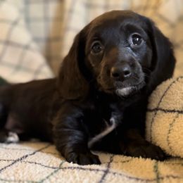 Nova - Black female Dachshund puppy in Sutherland, Virginia from Sutherland Estates Dachshunds