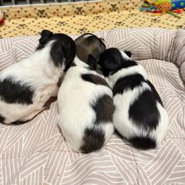 Pumpkin Spice - Black and white female Chihuahua puppy in Choctaw, Oklahoma from Savvy Chihuahuas of Oklahoma