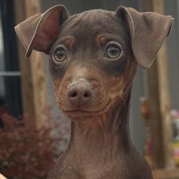 Orange band - Chocolate and rust male Miniature Pinscher puppy in Nashville, Tennessee from Aztex Min Pins