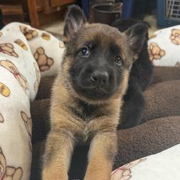 Miss purple - Sable female German Shepherd puppy in Berlin, Wisconsin from Gypsy Miracle Kennels