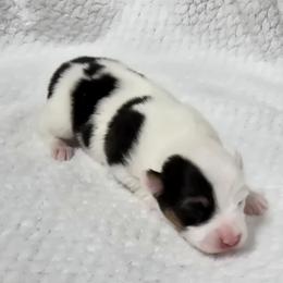 MARBLES - White and black female Pembroke Welsh Corgi puppy in Walker, Iowa from Double K Corgis