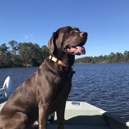Skye - Labrador Retriever