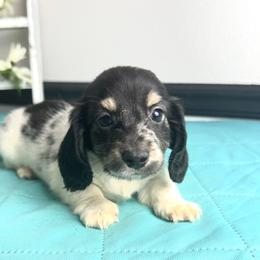Bentley - Dapple male Dachshund puppy in Gilbertsville, Kentucky from DeLaunes Dachshunds