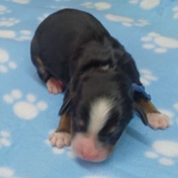 Dusty Denim - Tri-color male Bernedoodle puppy in Delphos, Ohio from Route 66 Poodles & Doodles, Sapphire Shih-tzu's of Ohio