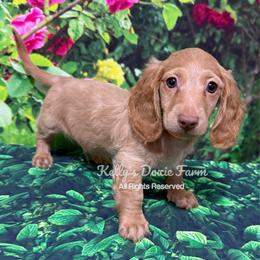 Cream Male Longhair - Cream male Dachshund puppy in Cleveland, Tennessee from Kelly's Doxie Farm