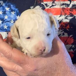 Iris - Parti female Goldendoodle puppy in Haddam, Kansas from Golden B Acres