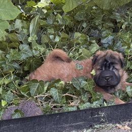 Green - Red fawn female Chinese Shar-Pei puppy in Oakwood, Ohio from CarPeiDiem Chinese Shar-Pei