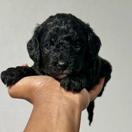 Twinkie - Black female Cockapoo puppy in Palm Beach County, Florida from Benji’s Cockapoos