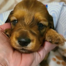 Jayme - Red male Dachshund puppy in Waynesboro, Tennessee from Owl Hollow Farm Miniature Dachshunds