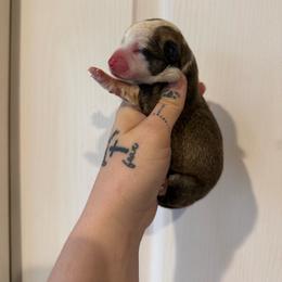 Girl 1 - Sable female Pembroke Welsh Corgi puppy in Aberdeen, Washington from Coastal country Farms