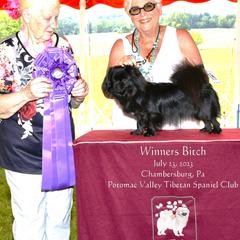 Pookie - Tibetan Spaniel