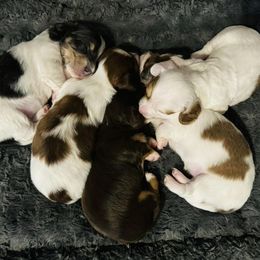Dachshunds from Bar -JL DOXIES