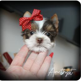 Amethyst - Chocolate, tan and white female Yorkshire Terrier puppy in Warren, Michigan from Danielle's Yorkie & Shih Tzu Babies
