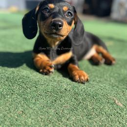 Sugar - Black and tan female Dachshund puppy in Ceres, California from Rockin' M’s LilBitty Dachshunds (LBD)