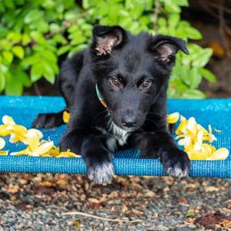Australian Shepherd Puppies from Splash 'N Dash Aussies