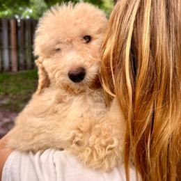 Sugar - Cream female Goldendoodle puppy in Atlantic Beach, Florida from Glamorous Golden Doodles