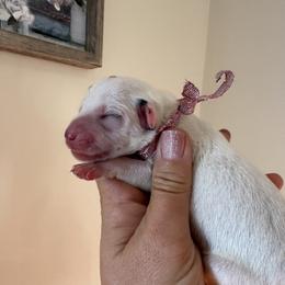 Girl 1 (Rose Girl) - Dalmatian puppy from Spot On Dalmatians