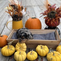 Puppy 3 - Blue merle male Miniature Australian Shepherd puppy in Prairie City, Oregon from Mini Aussies