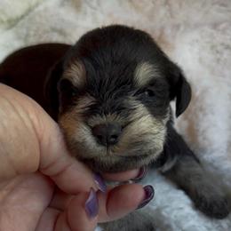 Beau - Black and silver male Miniature Schnauzer puppy in Hull, Georgia from Ardent Miniature Schnauzers of Athens