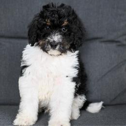 Easton - Black and white male Bernedoodle puppy in Ogden, Utah from Stanger Farms