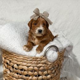 White collar girl - Red  male Goldendoodle puppy in Spokane, Washington from Dream Doodles in Spokane WA
