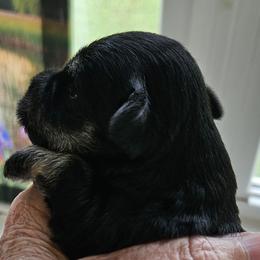 Black and Silver Male no collar - Black and silver male Miniature Schnauzer puppy in Blountville, Tennessee from Maxwell House Schnauzers