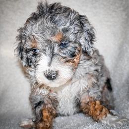 Chanel - Blue merle female Bernedoodle puppy in Ohio from Moore Doodles
