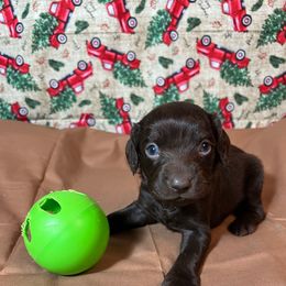 Ladd - Chocolate male Boykin Spaniel puppy in Van Buren, Arkansas from Arklahoma Boykins