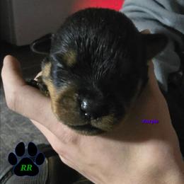 Purple - Black and mahogany female Rottweiler puppy in Tangent, Oregon from Raya's Royals