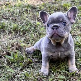 French Bulldogs from Watkins French Bulldogs