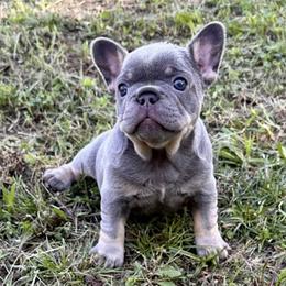 French Bulldogs from Watkins French Bulldogs