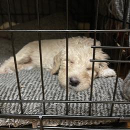 Goldendoodle Puppies from Samara Farms