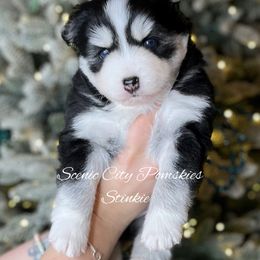 Stinkie - Black and white male Pomsky puppy in Rossville, Georgia from Scenic City Pomskies